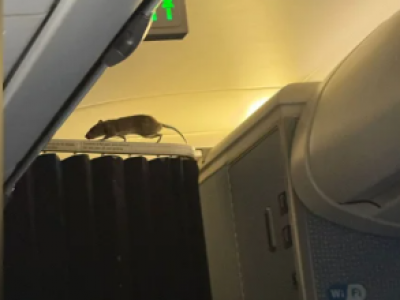 Sorpresa in aereo, c&rsquo;&egrave; un topo vivo