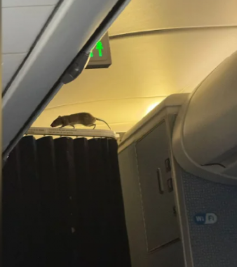 Sorpresa in aereo, c’è un topo vivo