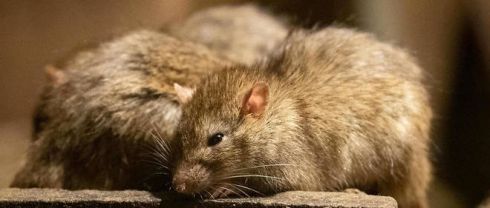 New York sta cercando di affogare i suoi topi nell'alcool con una trappola Made in Italy