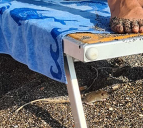 Vacanza con i topi: una famosa località turistica è invasa dai topi morti!