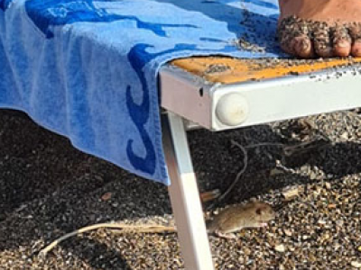 Bari, un grosso topo scorazza sulla spiaggia di Pane e Pomodoro – Il video