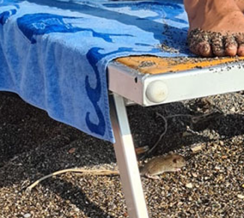 Bari, un grosso topo scorazza sulla spiaggia di Pane e Pomodoro – Il video