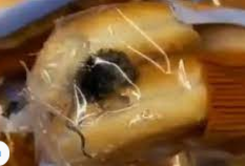 Un topo morto nel panino: la scoperta disgustosa in un grande magazzino di Locarno