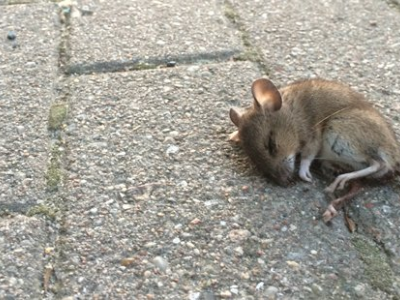 Lo strano caso dei topi suicidi in Olanda