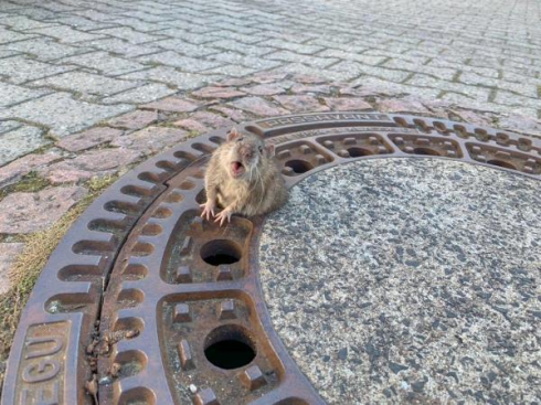 Il grasso topo rimane incastrato in un tombino, i pompieri lo salvano