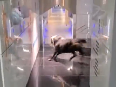 Un toro entra in una banca seminando il panico tra i dipendenti - VIDEO