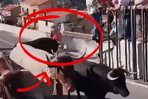 Spagna: toro attacca donna di 64 anni durante una corrida e la uccide