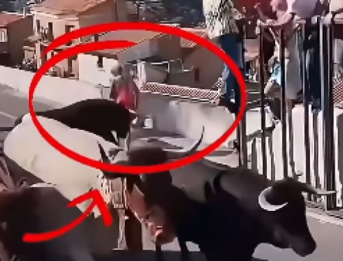 Spagna: toro attacca donna di 64 anni durante una corrida e la uccide