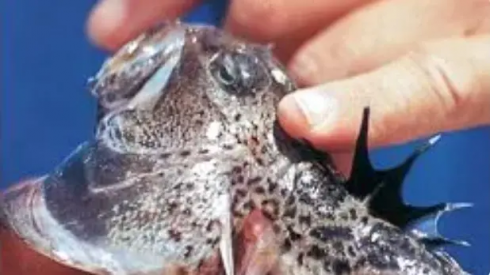 Piccolo, ma velenoso il pesce tracina scombussola le vacanze in Grecia