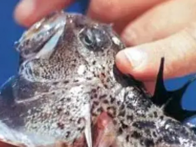 Piccolo, ma velenoso il pesce tracina scombussola le vacanze in Grecia