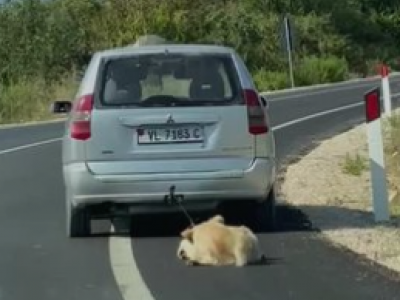 Orrore: cane trascinato sull'asfalto da un'auto. Il video fa il giro della rete