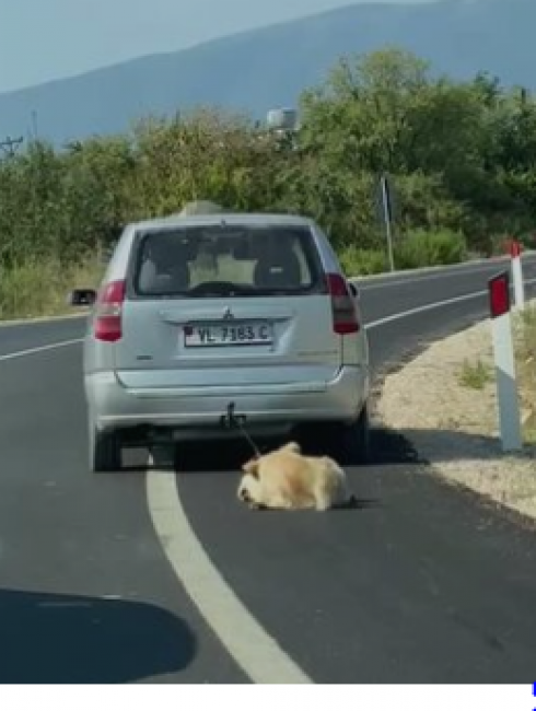 Orrore: cane trascinato sull'asfalto da un'auto. Il video fa il giro della rete