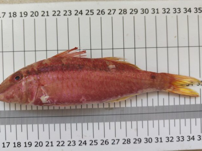Triglia tropicale del Mar Rosso catturata a Lampedusa