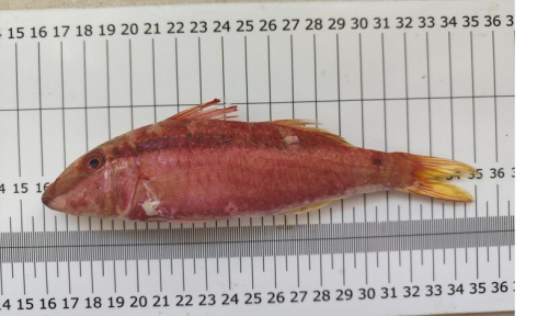 Triglia tropicale del Mar Rosso catturata a Lampedusa