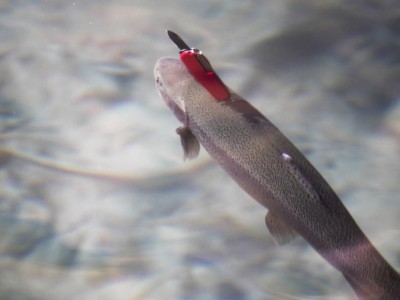 trota con il coltellino nel dorso