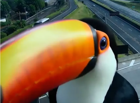 Brasile, tucani curiosi beccano la telecamera di sorveglianza dell'autostrada. 
