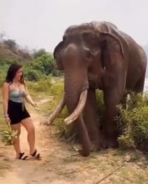 L’elefante giustamente arrabbiato si vendica della turista – Il video