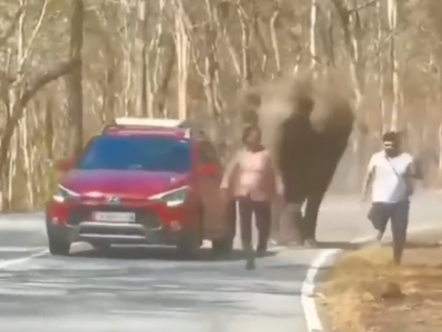 Per colpa di un selfie, elefante carica i turisti nel Parco Nazionale di Bandipur in Karnataka