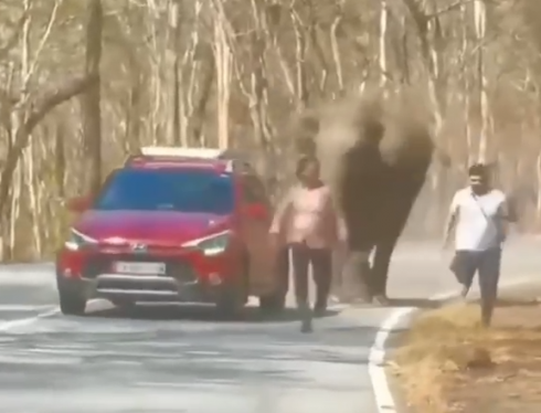 Per colpa di un selfie, elefante carica i turisti nel Parco Nazionale di Bandipur in Karnataka