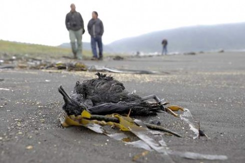 uccello morto in spiaggia in cile uccello morto in spiaggia in cile