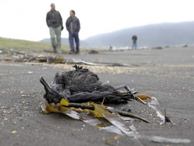 uccello morto in spiaggia in cile