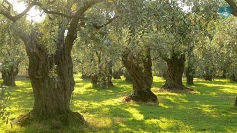 ulivi ulivi