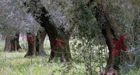ulivi ulivi