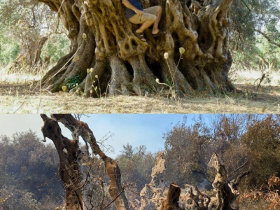 Distrutto dalle fiamme un albero di ulivo di 2500 anni fa: era stato descritto nell’antichità dal filosofo e geografo Strabone.