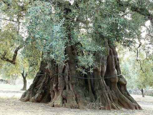 ulivo di 2mila anni ulivo di 2mila anni