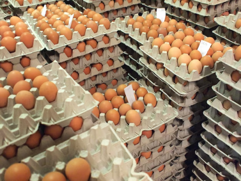 Allerte in Europa per specifici lotti di uova italiane: anche in Italia richiamo di massa a causa della presenza di salmonella