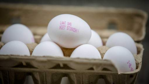 Dopo il Fipronil nuovo scandalo europeo per le uova contaminate? Trovati quindici pesticidi vietati in quelle biologiche