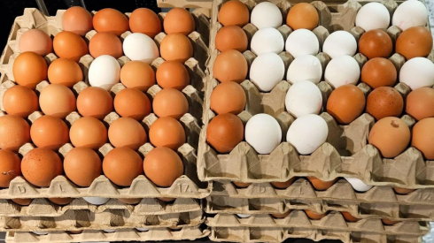 Allerte in Europa per specifici lotti di uova italiane a causa della presenza di salmonella