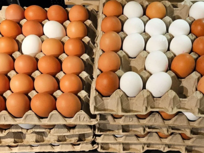 Allerte in Europa per specifici lotti di uova italiane a causa della presenza di salmonella