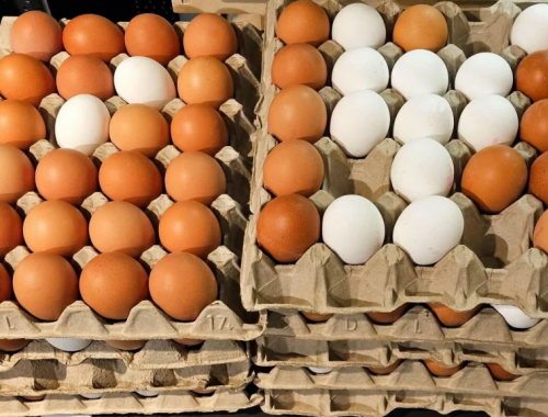 Allerte in Europa per specifici lotti di uova italiane a causa della presenza di salmonella