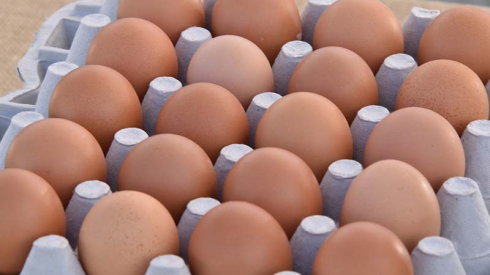 Uova fresche, allerta del ministero della salute per la salmonella: ritirati lotti dell'Avicola Ovo Fucens