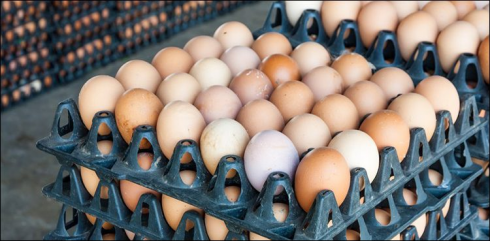 Milioni di uova contaminate dall'antibiotico lasalocid: allerta in Europa