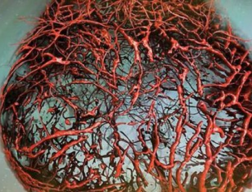 Ricercatori viennesi creano vasi sanguigni umani in laboratorio