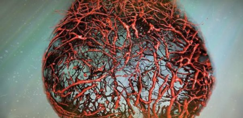 Ricercatori viennesi creano vasi sanguigni umani in laboratorio