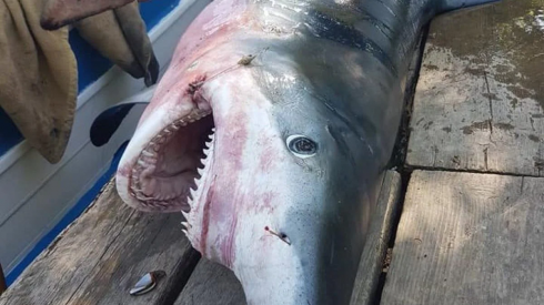 Marito scomparso trovato nello stomaco di uno squalo: è stato omicidio? 