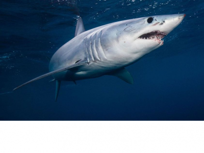 Squalo verdesca di 2 metri a pochi metri dalla riva