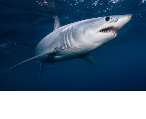 Squalo verdesca di 2 metri a pochi metri dalla riva