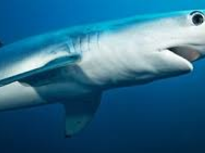 Sardegna, uno squalo si avvicina alla spiaggia e nuota a pochi metri dai bagnanti - VIDEO