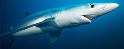 Sardegna, uno squalo si avvicina alla spiaggia e nuota a pochi metri dai bagnanti - VIDEO