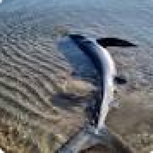 Uno squalo verdesca partorisce vicino la riva di San Giorgio a Sciacca in Sicilia – VIDEO