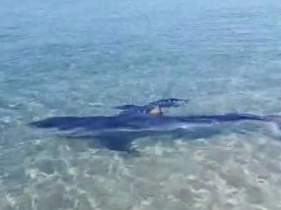 Avvistato un esemplare di squalo verdesca a riva accompagnato da alcuni pesci pilota nel tratto di mare di Torre Faro a Messina