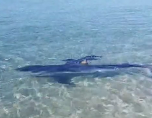 Avvistato un esemplare di squalo verdesca a riva accompagnato da alcuni pesci pilota nel tratto di mare di Torre Faro a Messina