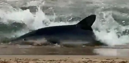 Squalo a riva, bagnanti fuggono dalla spiaggia di Alicante. Il video