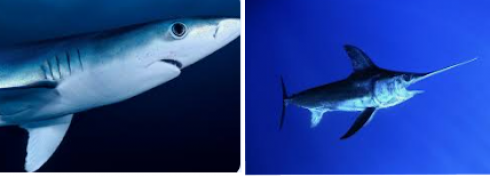 Il raro video di uno squalo che mangia la carcassa di un pesce spada