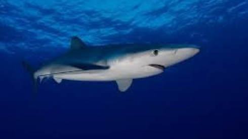 Brindisi, uno squalo azzurro di oltre un metro fa capolino tra gli scogli: paura in spiaggia – VIDEO
