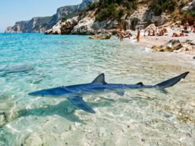 Paura fra i bagnanti all&rsquo;arcipelago di La Maddalena: squalo verdesca di 2 metri a pochi metri dalla riva